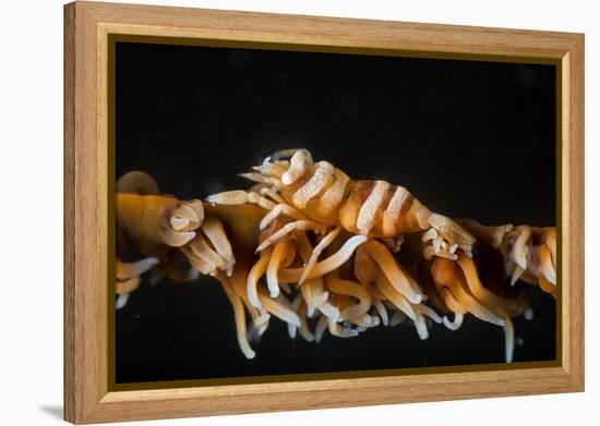 Whip Coral Shrimp-Bernard Radvaner-Framed Premier Image Canvas