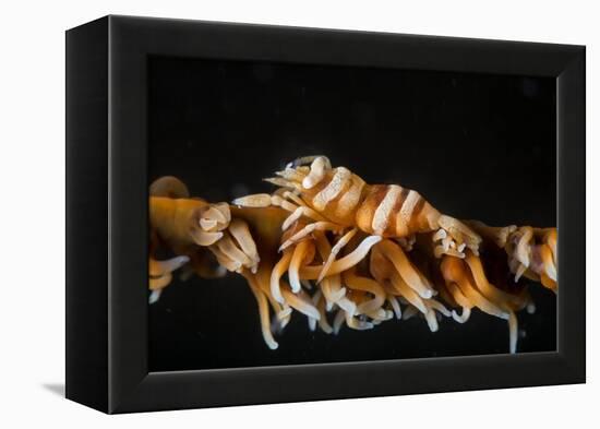 Whip Coral Shrimp-Bernard Radvaner-Framed Premier Image Canvas