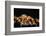 Whip Coral Shrimp-Bernard Radvaner-Framed Photographic Print