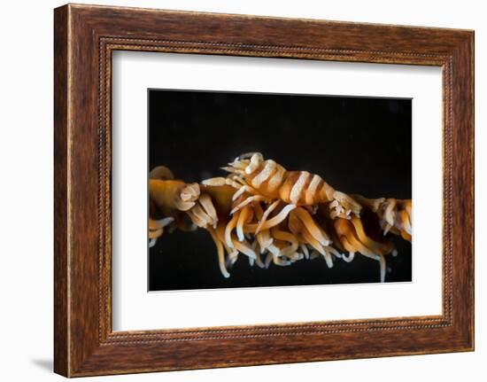 Whip Coral Shrimp-Bernard Radvaner-Framed Photographic Print