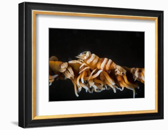 Whip Coral Shrimp-Bernard Radvaner-Framed Photographic Print