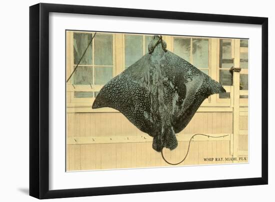 Whip Ray, Miami, Florida-null-Framed Premium Giclee Print