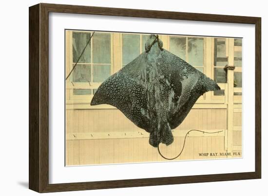 Whip Ray, Miami, Florida-null-Framed Art Print