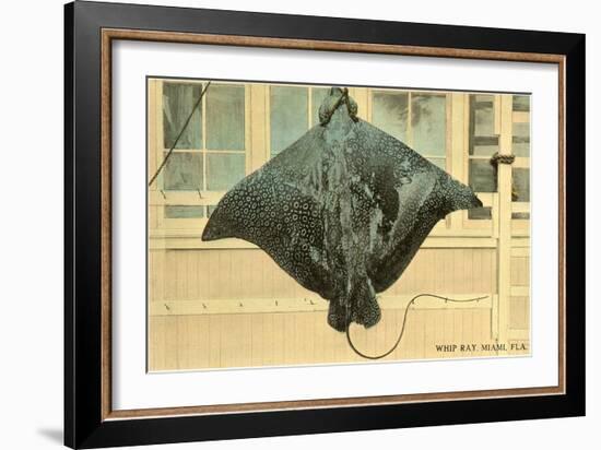 Whip Ray, Miami, Florida-null-Framed Art Print