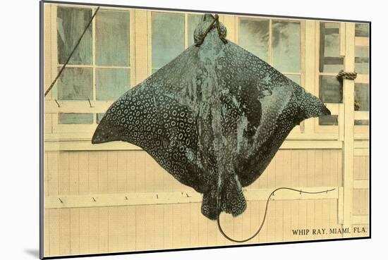 Whip Ray, Miami, Florida-null-Mounted Art Print