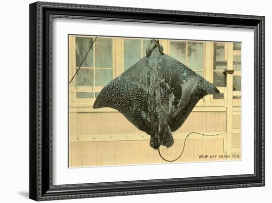 Whip Ray, Miami, Florida-null-Framed Art Print