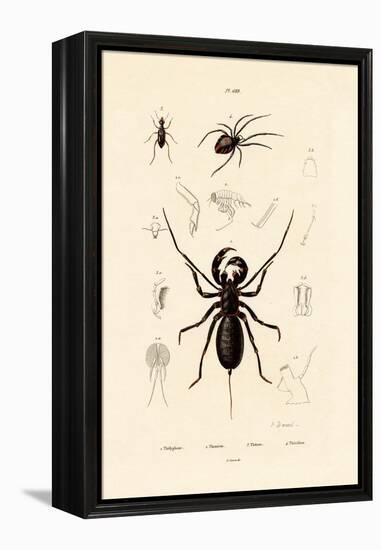 Whip Scorpion, 1833-39-null-Framed Premier Image Canvas