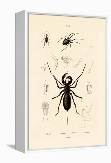 Whip Scorpion, 1833-39-null-Framed Premier Image Canvas