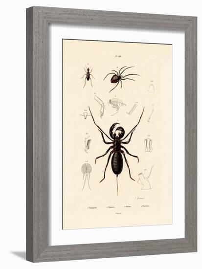 Whip Scorpion, 1833-39-null-Framed Giclee Print