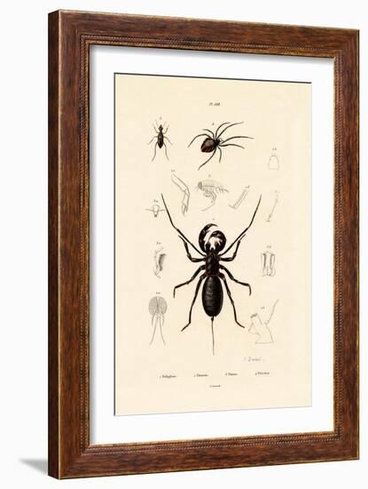 Whip Scorpion, 1833-39-null-Framed Giclee Print