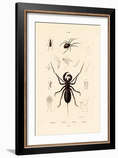 Whip Scorpion, 1833-39-null-Framed Giclee Print