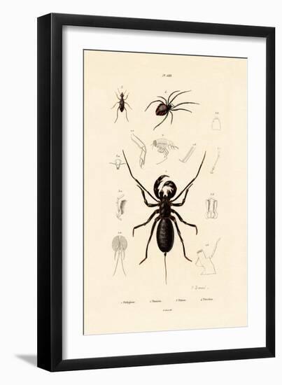 Whip Scorpion, 1833-39-null-Framed Giclee Print