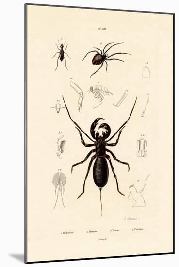 Whip Scorpion, 1833-39-null-Mounted Giclee Print