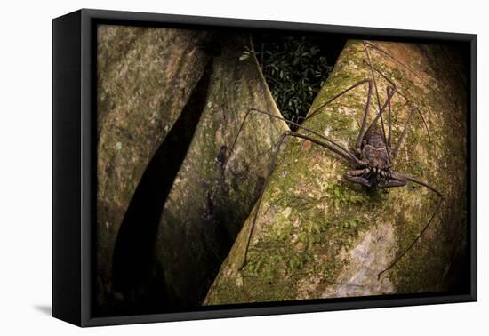 Whip scorpion hunting for food on a large tree root of the rainforest, Peru-Emanuele Biggi-Framed Premier Image Canvas