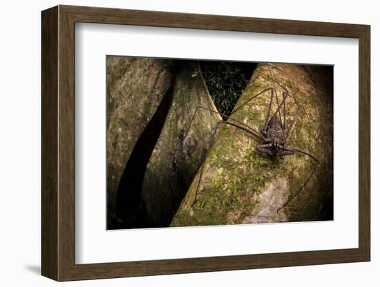 Whip scorpion hunting for food on a large tree root of the rainforest, Peru-Emanuele Biggi-Framed Photographic Print