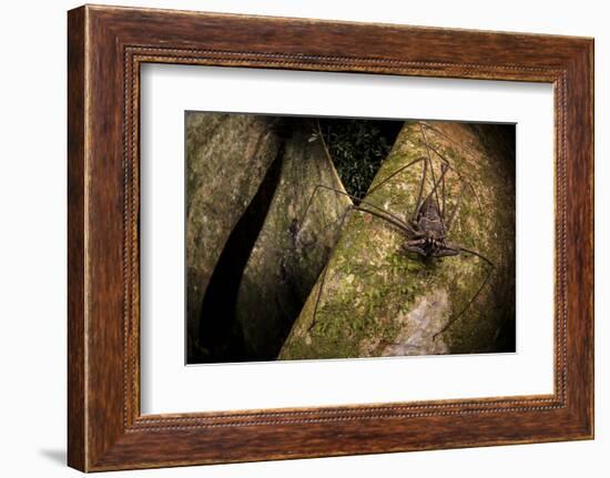 Whip scorpion hunting for food on a large tree root of the rainforest, Peru-Emanuele Biggi-Framed Photographic Print