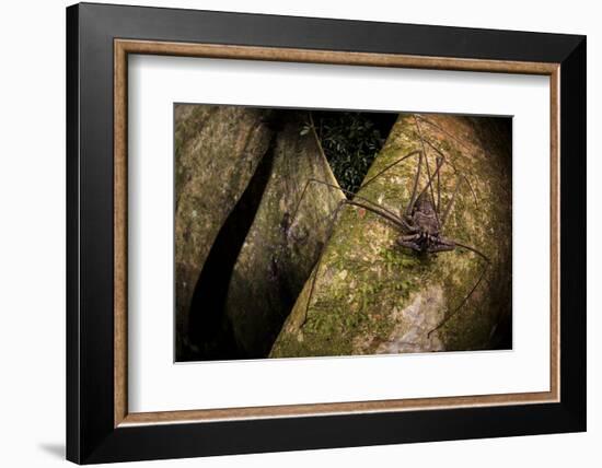 Whip scorpion hunting for food on a large tree root of the rainforest, Peru-Emanuele Biggi-Framed Photographic Print