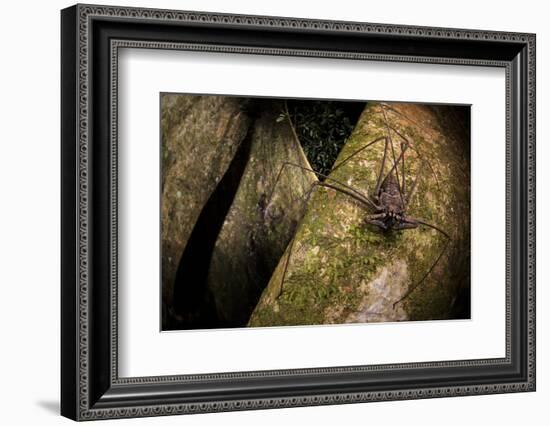 Whip scorpion hunting for food on a large tree root of the rainforest, Peru-Emanuele Biggi-Framed Photographic Print