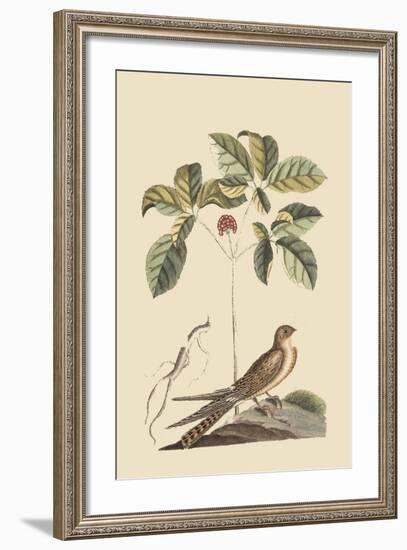 Whipoorwill-Mark Catesby-Framed Premium Giclee Print