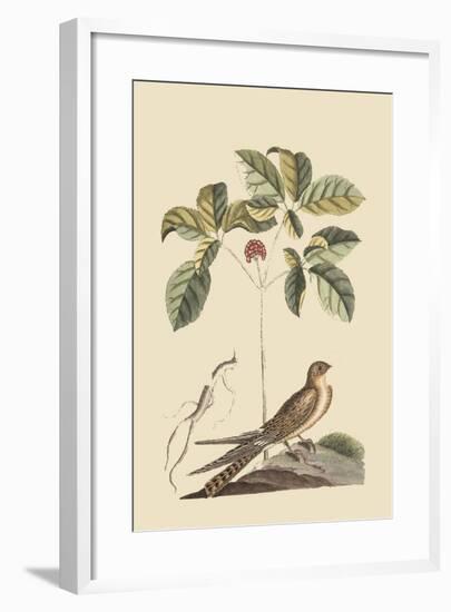 Whipoorwill-Mark Catesby-Framed Premium Giclee Print