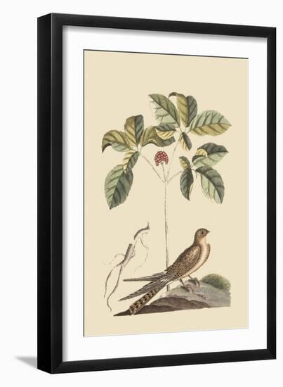 Whipoorwill-Mark Catesby-Framed Art Print