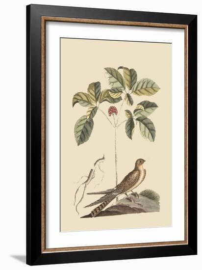 Whipoorwill-Mark Catesby-Framed Art Print