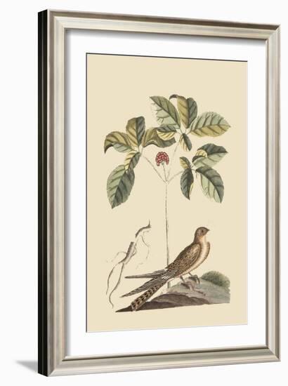 Whipoorwill-Mark Catesby-Framed Art Print