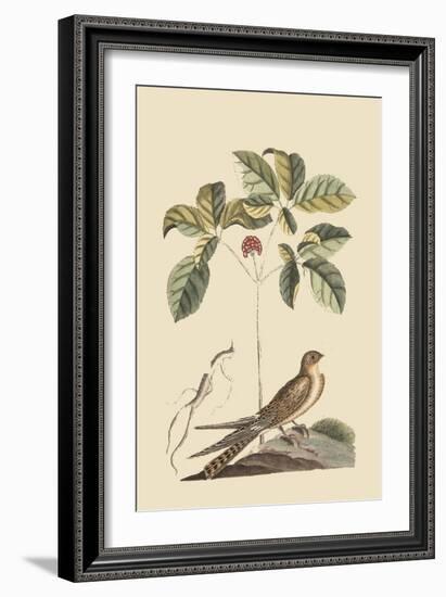 Whipoorwill-Mark Catesby-Framed Art Print