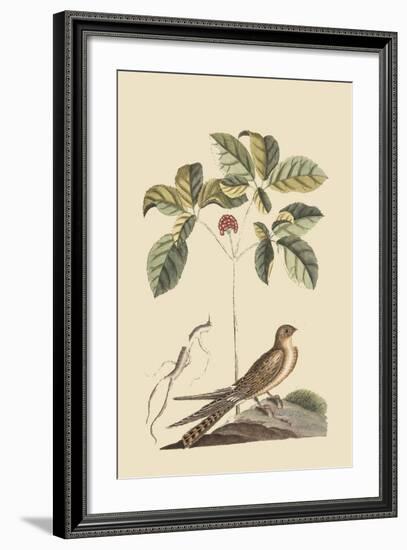 Whipoorwill-Mark Catesby-Framed Art Print