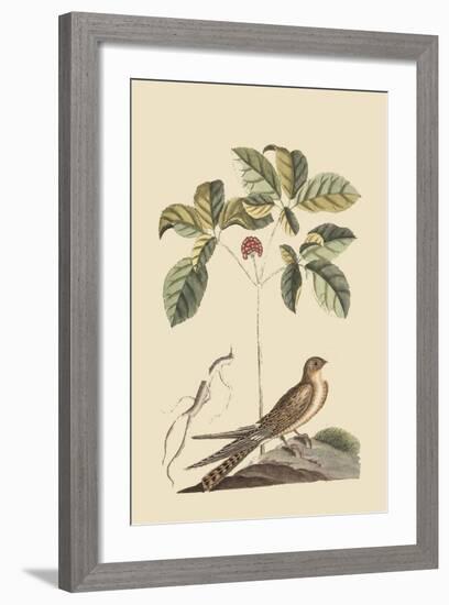 Whipoorwill-Mark Catesby-Framed Art Print