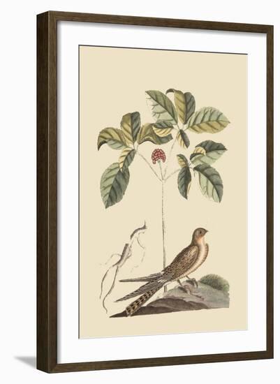 Whipoorwill-Mark Catesby-Framed Art Print