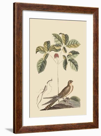 Whipoorwill-Mark Catesby-Framed Art Print