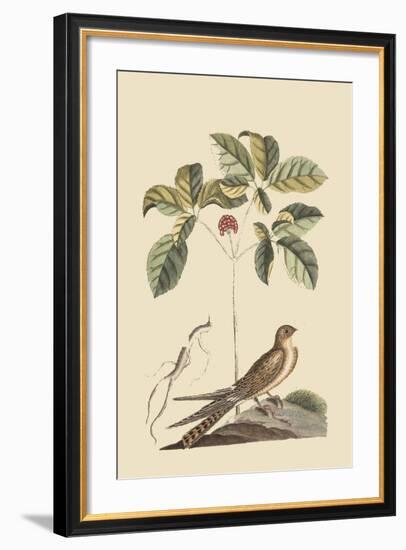 Whipoorwill-Mark Catesby-Framed Art Print