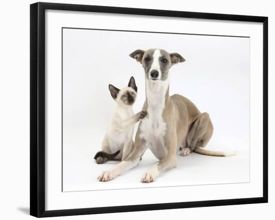 Whippet Bitch, with Siamese Kitten, 10 Weeks-Mark Taylor-Framed Photographic Print