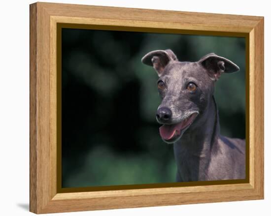 Whippet Panting-Adriano Bacchella-Framed Premier Image Canvas