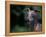 Whippet Panting-Adriano Bacchella-Framed Premier Image Canvas