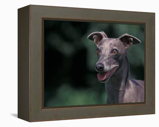 Whippet Panting-Adriano Bacchella-Framed Premier Image Canvas