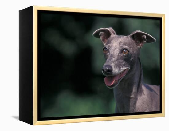 Whippet Panting-Adriano Bacchella-Framed Premier Image Canvas