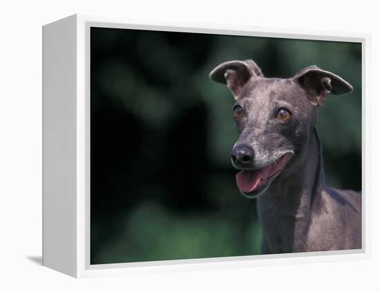 Whippet Panting-Adriano Bacchella-Framed Premier Image Canvas