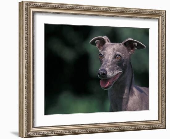 Whippet Panting-Adriano Bacchella-Framed Photographic Print