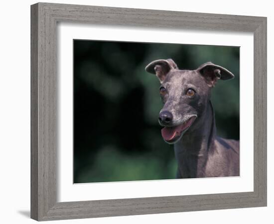 Whippet Panting-Adriano Bacchella-Framed Photographic Print