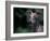 Whippet Panting-Adriano Bacchella-Framed Photographic Print