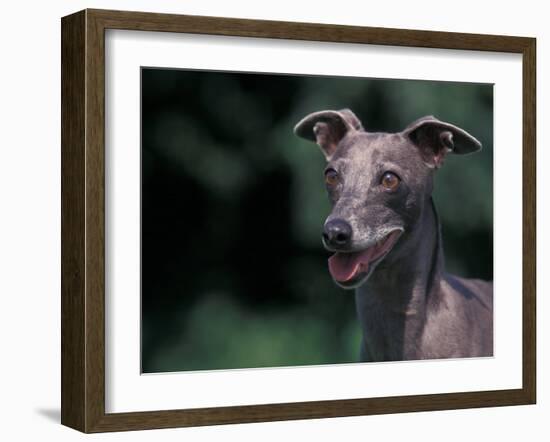 Whippet Panting-Adriano Bacchella-Framed Photographic Print