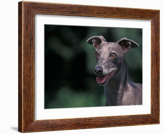 Whippet Panting-Adriano Bacchella-Framed Photographic Print