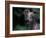 Whippet Panting-Adriano Bacchella-Framed Photographic Print