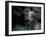 Whippet Panting-Adriano Bacchella-Framed Photographic Print