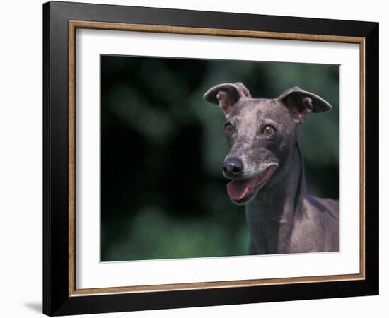 Whippet Panting-Adriano Bacchella-Framed Photographic Print