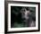 Whippet Panting-Adriano Bacchella-Framed Photographic Print