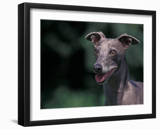 Whippet Panting-Adriano Bacchella-Framed Photographic Print