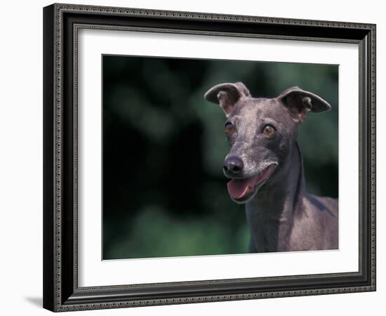 Whippet Panting-Adriano Bacchella-Framed Photographic Print